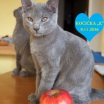 Vrh "K" Blue Fortune, CZ: kočička s jablíčkem.