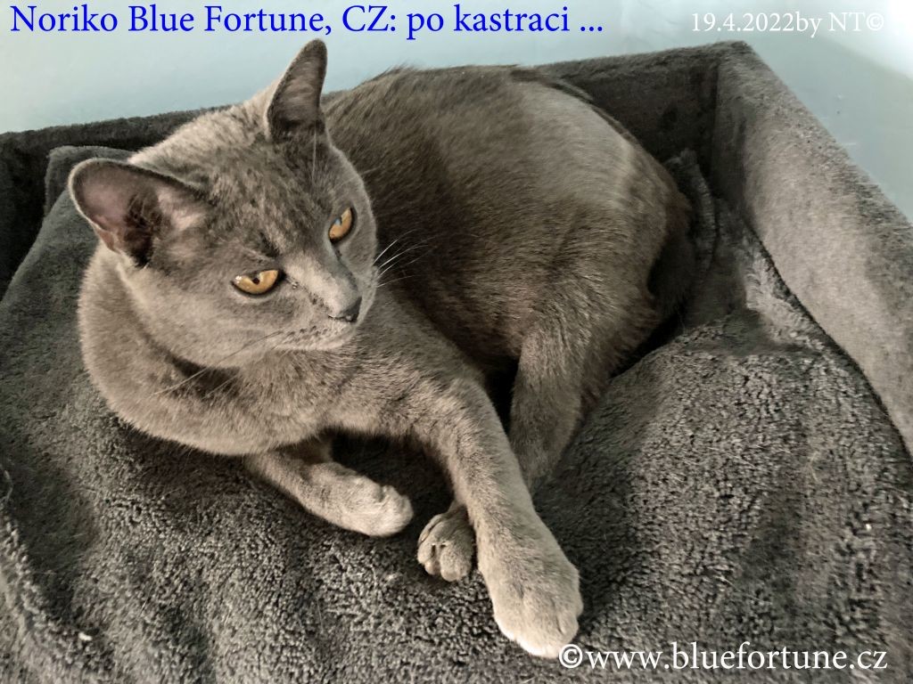 Noriko Blue Fortune, CZ