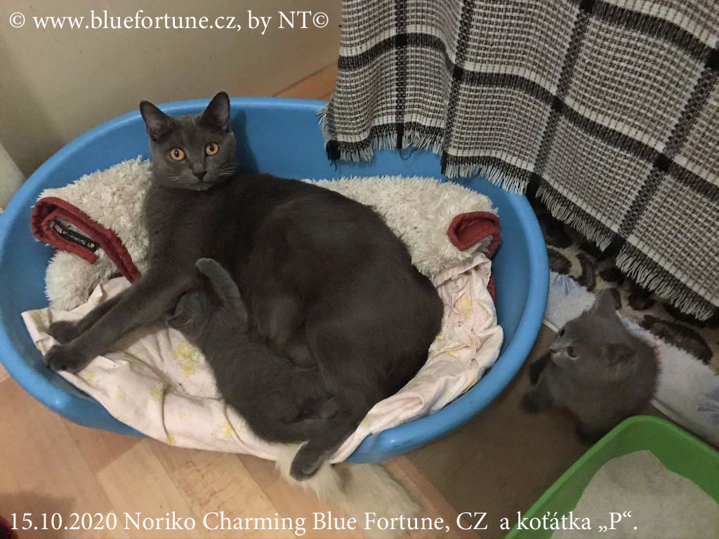 Noriko a koťátka poblíž prvního domova koťátek: velké porodní krabice...