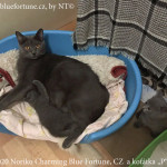 Noriko a koťátka poblíž prvního domova koťátek: velké porodní krabice...